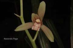 Cymbidium ensifolium var. haematodes
